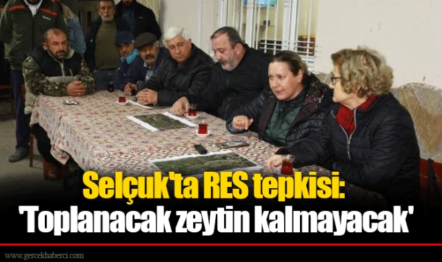 Selçuk'ta RES tepkisi: 'Toplanacak zeytin kalmayacak'